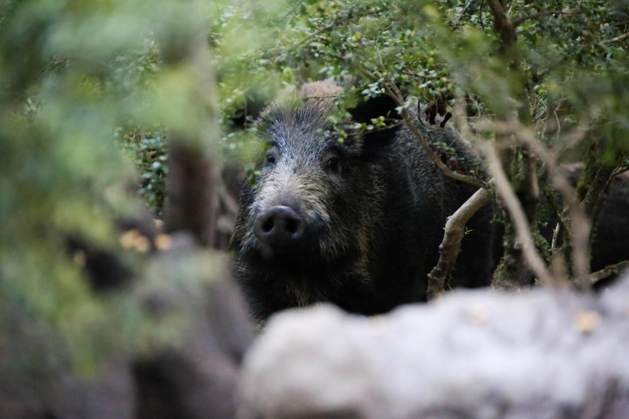 Вилла Le Refuge Des Marmottes Saint-Laurent-du-Jura Экстерьер фото